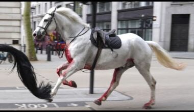 Wild West à Londres: chevaux militaires se déchaînent, blessant quatre personnes