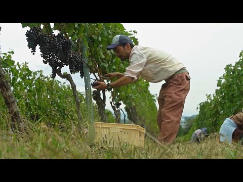 Les entreprises japonaises développent une économie respectueuse de la nature : voici comment