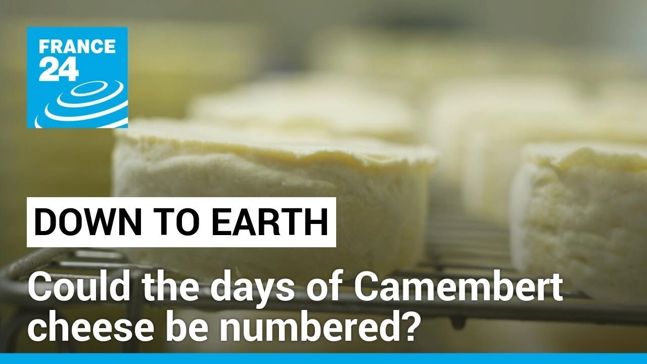 Could the days of Camembert cheese be numbered? • FRANCE 24 English