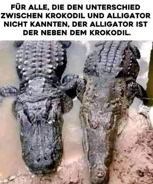 ich🐊iel