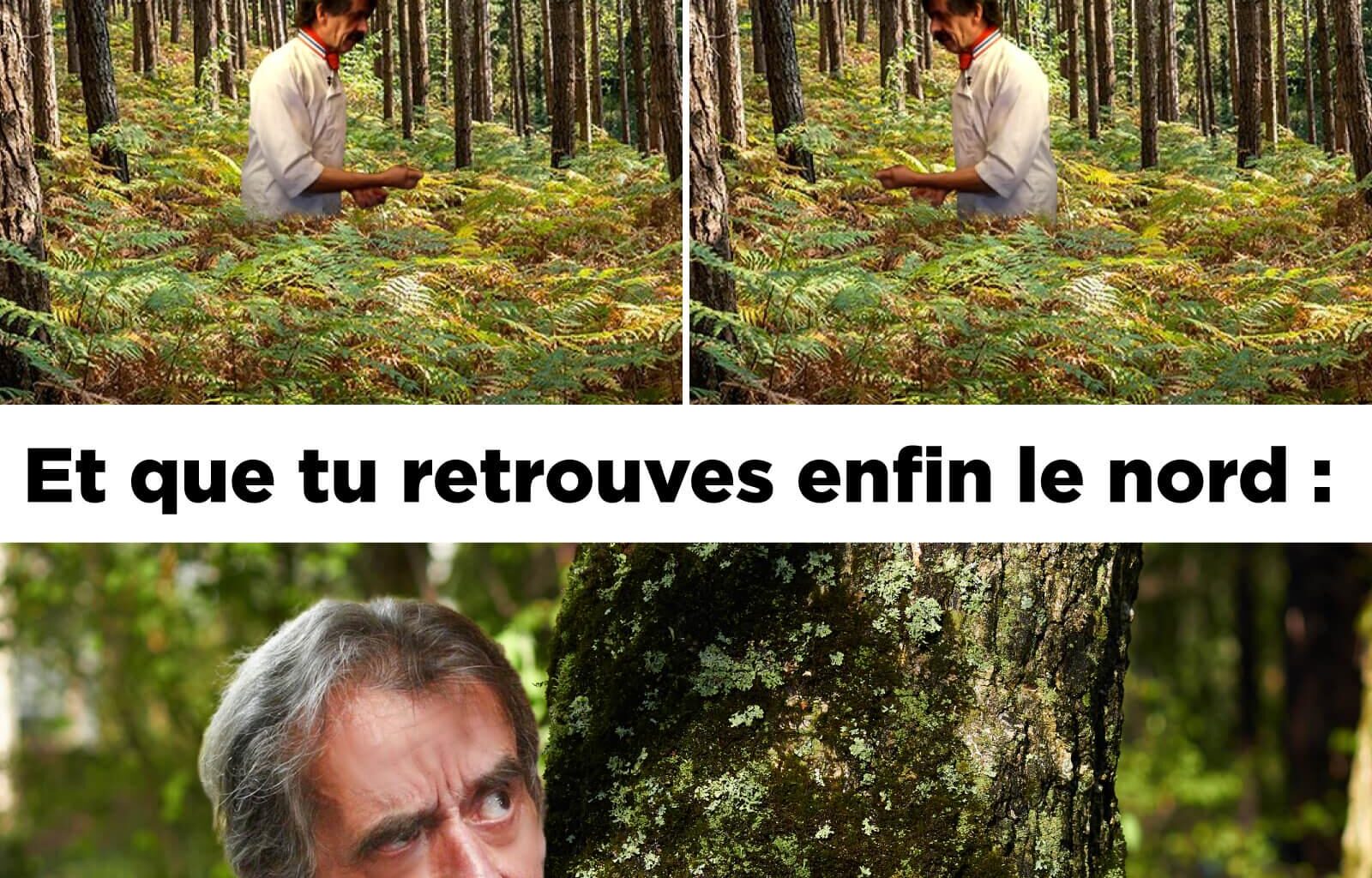 Chêne vert, couteau vert.