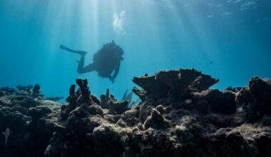 Can corals be saved? As record ocean heat threatens corals off Florida and across the globe, conservationists are shifting their strategy