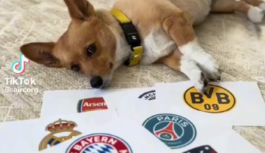 The Doggo Predicted It All