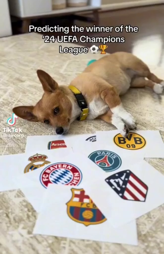 The Doggo Predicted It All