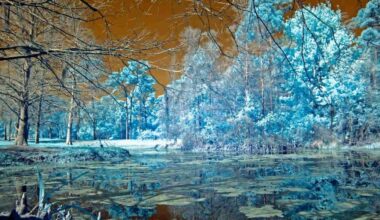 « Collapso » : les risques de l'anti-politique dans les mouvements écologistes