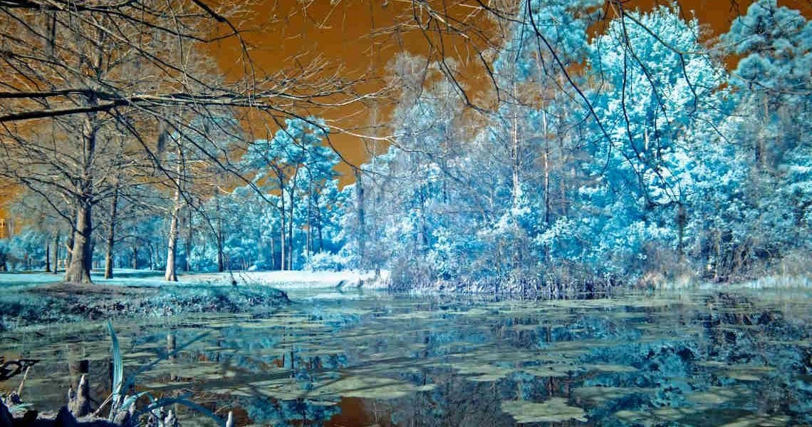 « Collapso » : les risques de l'anti-politique dans les mouvements écologistes