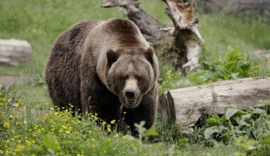 The federal government plans to restore grizzly bears to the North Cascades region of Washington