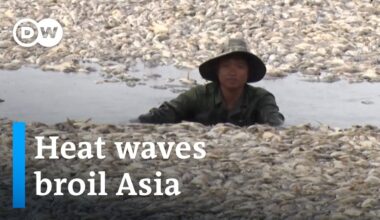 How deadly heat waves will impact economies and ecosystems | DW News