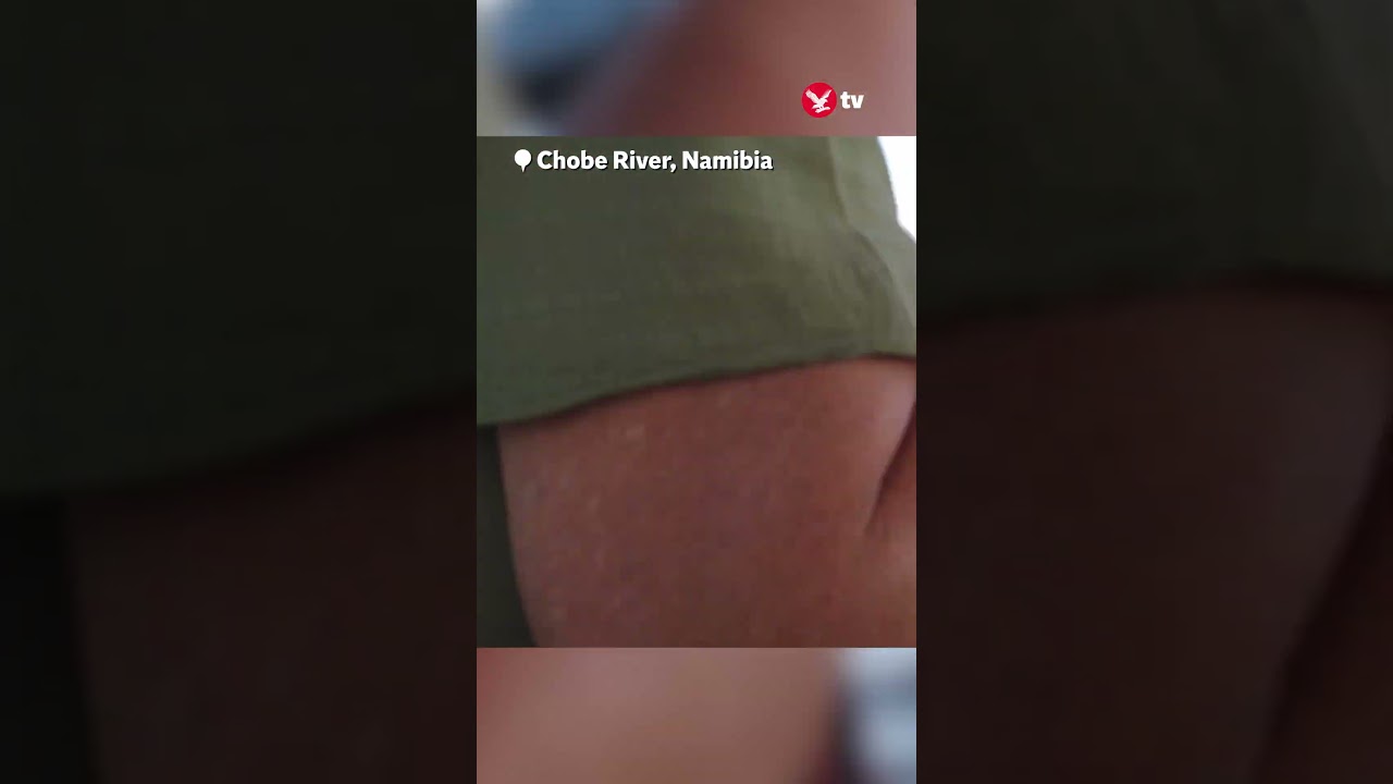 Hippo takes big bite out of boat rotor in Namibia #viral #shorts