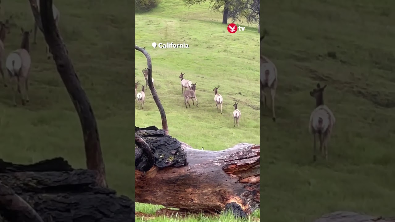 Herd of wild elk adopt donkey 🫏 #animals #shorts