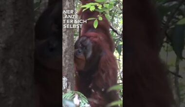 TIERFORSCHER BEGEISTERT! Orang-Utan behandelt Wunde selbst! | WELT #shorts