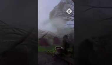 Moment extreme tornado winds rip down several trees in Michigan