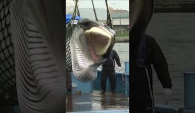 Japón inicia la caza de rorcuales comunes, la segunda especie más grande del planeta.