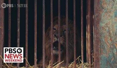 New film shows the toll Russia’s invasion has taken on animals in Ukraine