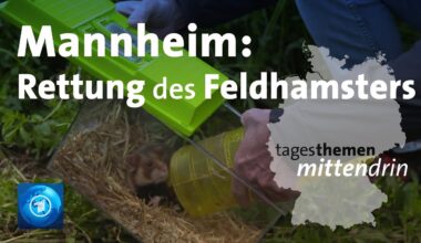 Mannheim: Rettung des Feldhamsters | tagesthemen mittendrin