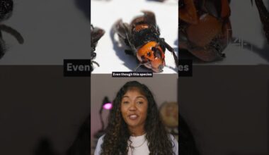 Record number of Asian hornet sightings in UK