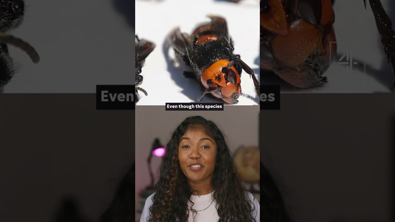 Record number of Asian hornet sightings in UK