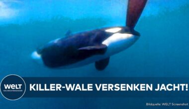 MAROKKO: Eingekreist und angegriffen! Orcas ohne Gnade - Killer-Wale versenken eine Jacht!