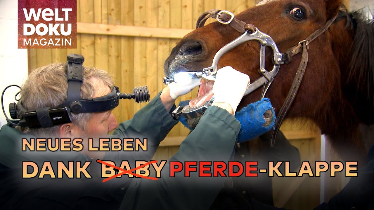 TIERSCHUTZ: Die Pferdeklappe - Chance auf ein neues Leben für ungewollte Vierbeiner!
