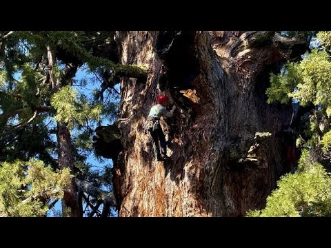 NO COMMENT: Bilan de santé d'un séquoia géant menacé par le dendroctone du pin ponderosa