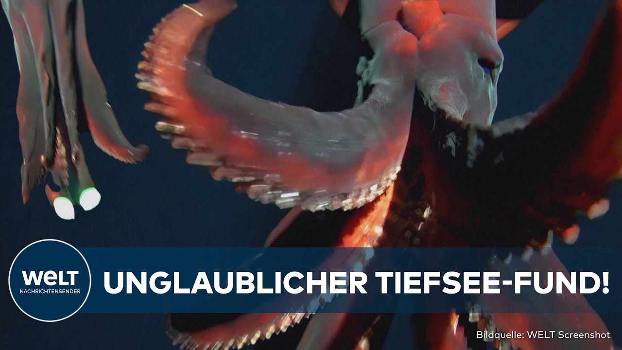 TIEFSEE-WUNDER: LEUCHTENDER KALMAR in den Tiefen des Ozeans entdeckt