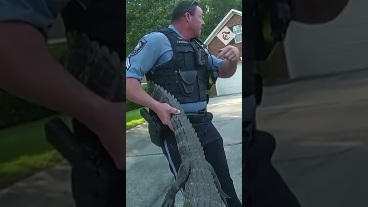 Police officers tackle alligator in Georgia residential street