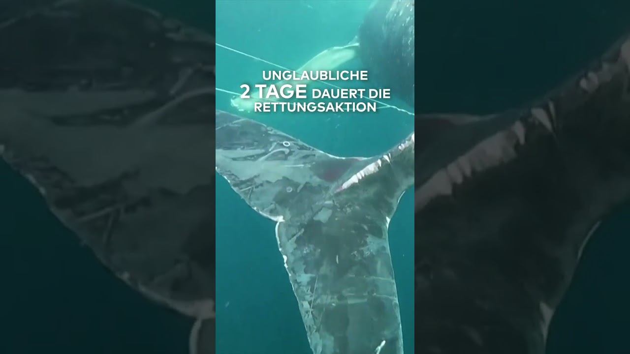 AUSTRALIEN: Spektakulär! Wal aus Fischer-Netz befreit I WELT #shorts