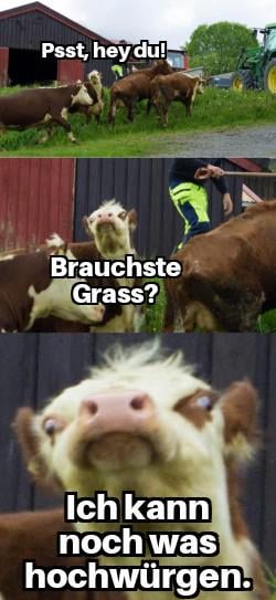 ich_iel