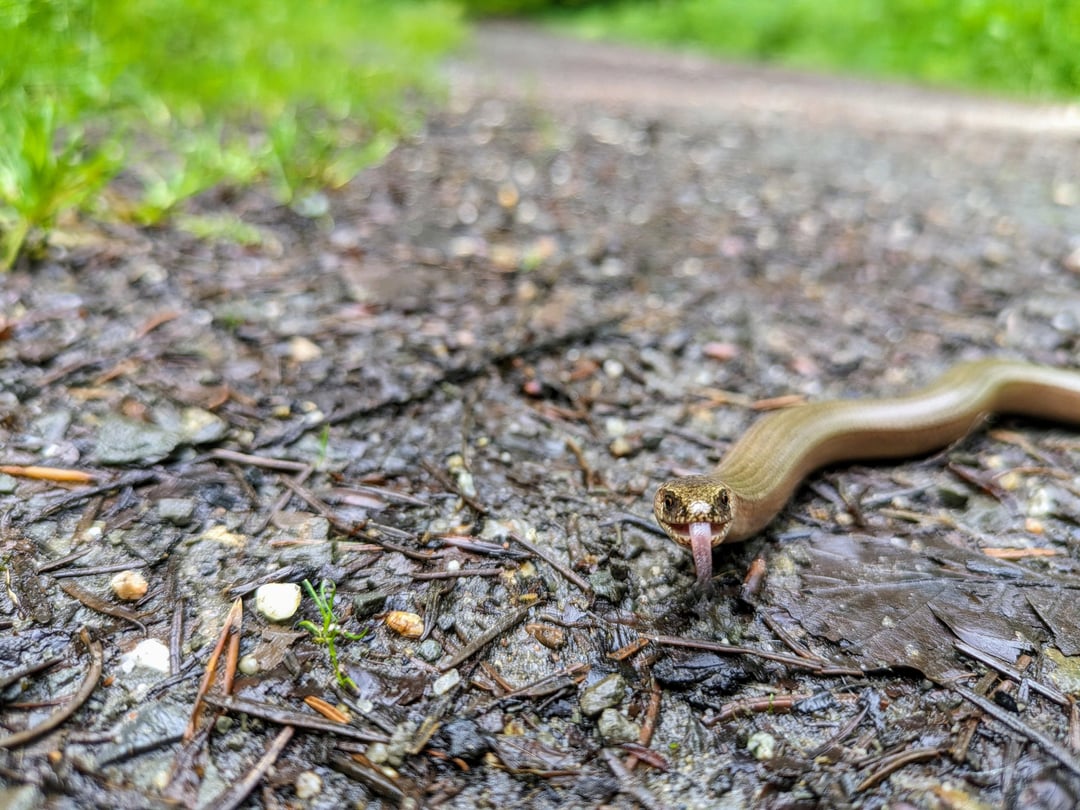 Grüße aus dem Wald