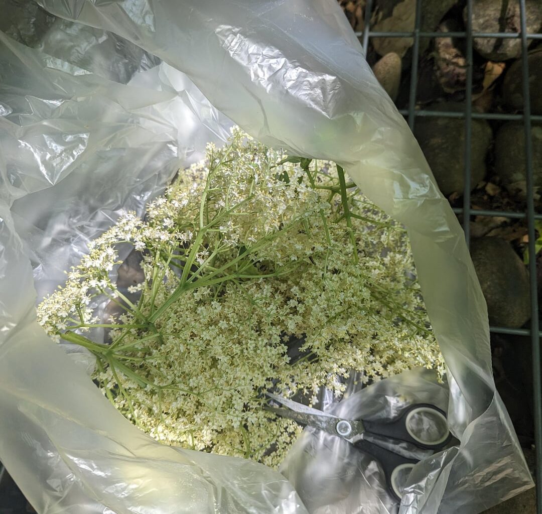 Holunderblütensirup 2024