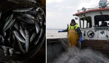 Kustfiskaren vädjar: ”Vakna ministern – fisken är borta”