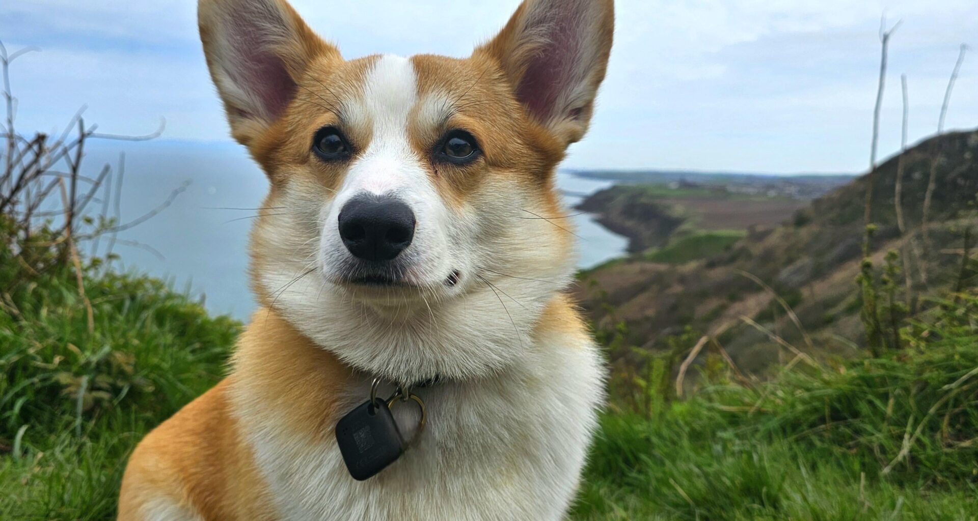 Now the better weather is here. Let's see the dogs enjoying it.