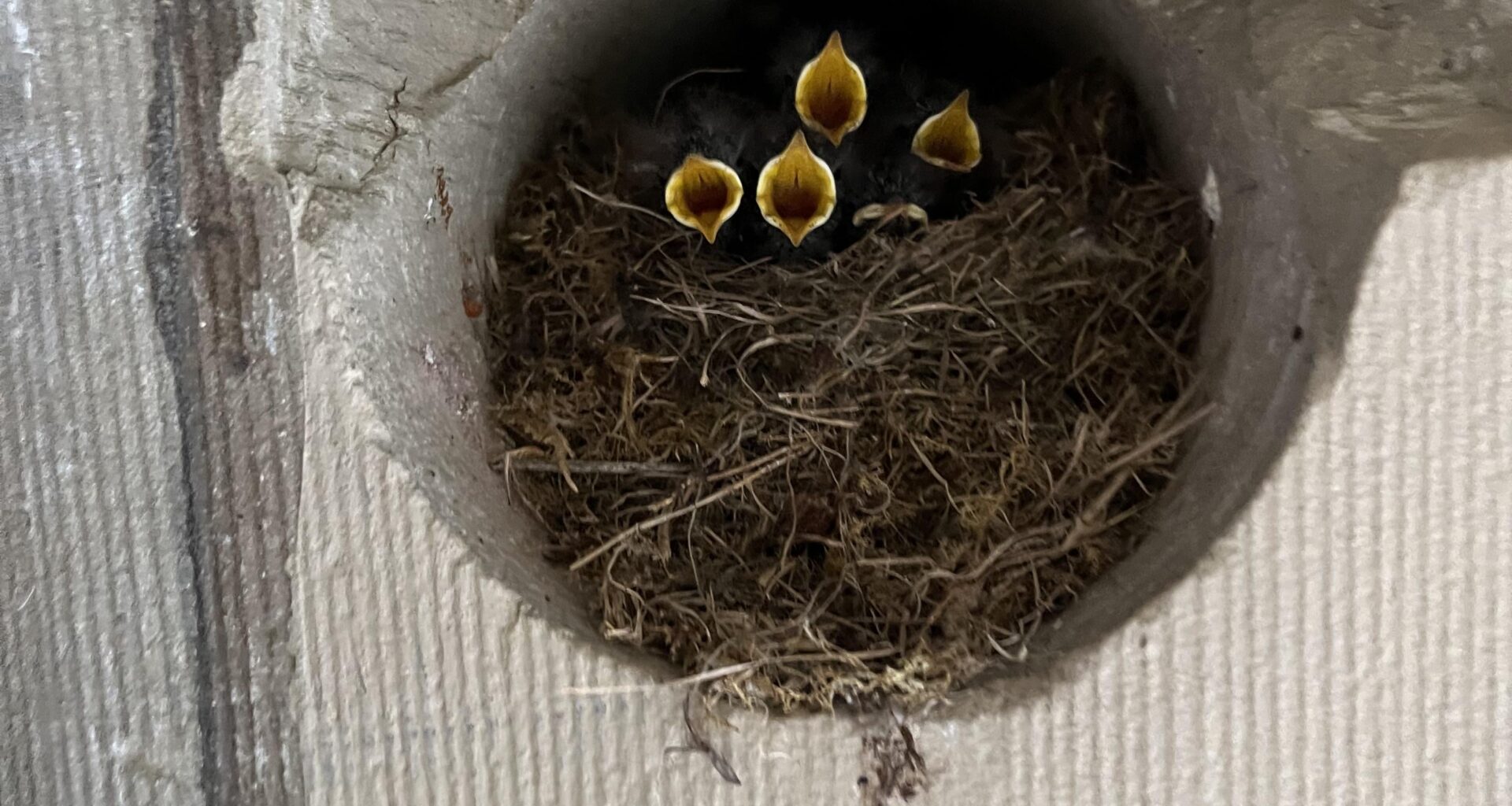 Hunger!