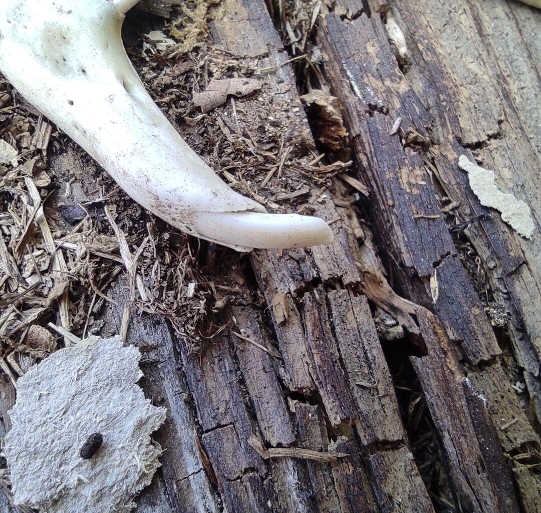 Was für ein Tier war das?