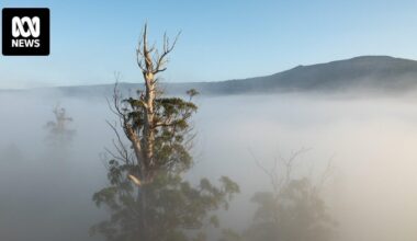 Around Tasmania trees are dying. Researchers are trying to work out what it might mean for the future of forests