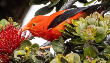 Hawai‘i’s Endangered and Threatened Species. A look at some of the plants and animals in danger of disappearing from our Islands, with the long-term consequences still unclear.