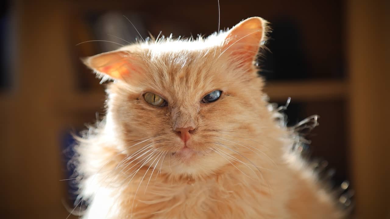 Ruim 3 ton schade doordat kat een kraan openzette in Fries gemeentehuis