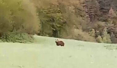 Apareix un os al costat de la carretera a la Cortinada