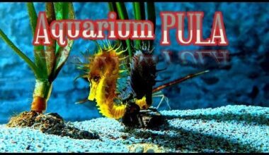 Biggest Aquarium in Croatia Pula Istra Verudela 4K walking tour