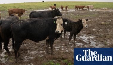 Methane emissions: Australian cattle industry suggests shift from net zero target to ‘climate neutral’ approach | Meat industry