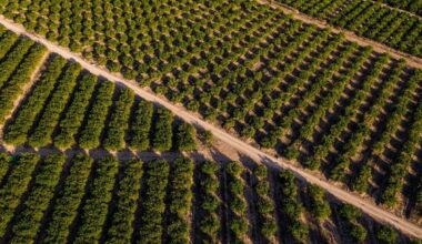 España tira 400.000 toneladas de limones: “Se nos ha ido la mano con la producción”