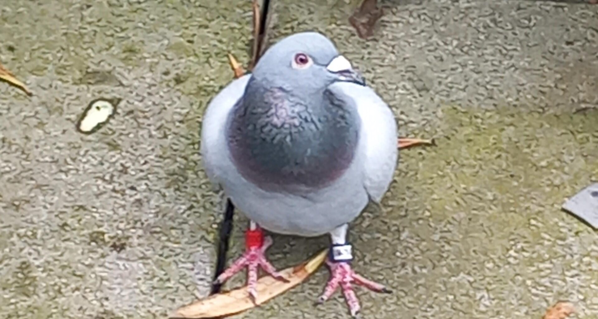 I woke at 9:15 AM and I looked at my balcony and saw a pigeon, when I try to lure him out of my balcony, when he tries to fly away he can't even reach out. What should I do? Right now for me it's 10:17 AM and it's still on here. (He's hiding under one of our seats for shelter since it's raining)