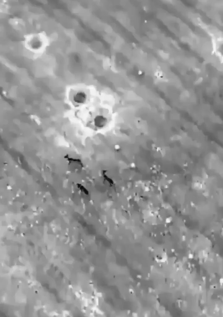 A Ukrainian drone flies low to drive deer away from a minefield!
