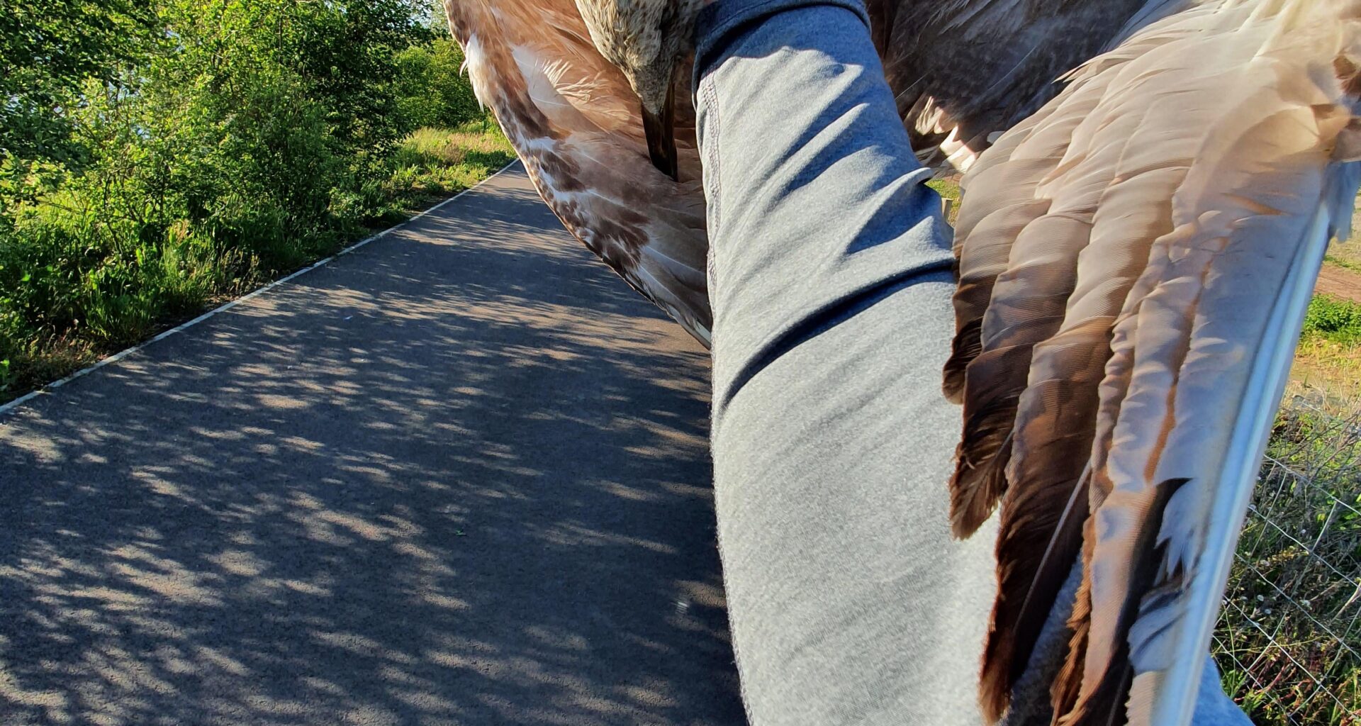 This gull just fell out of this sky right in front of me.