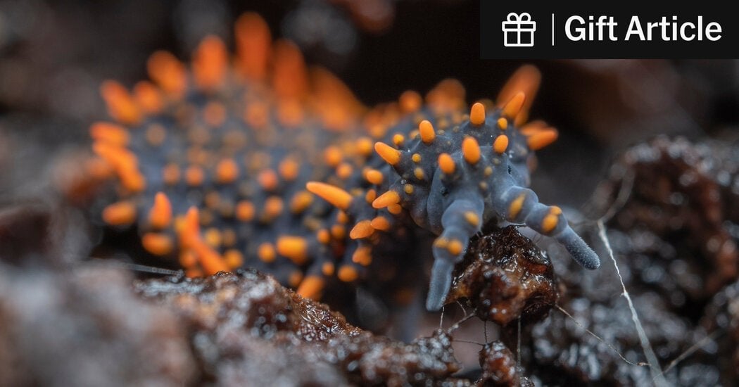 Life in the Dirt Is Hard. And Climate Change Isn’t Helping. Heat and drought are taking a toll on the tiny soil creatures that help to lock away planet-warming carbon, according to a new analysis.