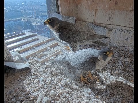Graz: Wanderfalken Nachwuchs Livestream von der Herz Jesu Kirche