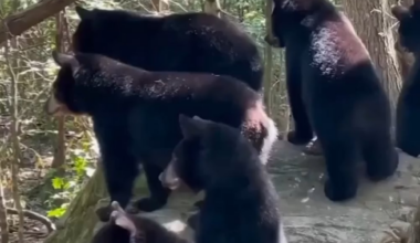 Kad medvjedi saznaju da su zene odabrali njih a ne muskarce.
