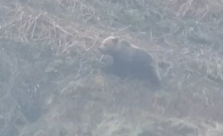 Els pagesos preveuen que les aparicions d'óssos cada cop siguin més freqüents