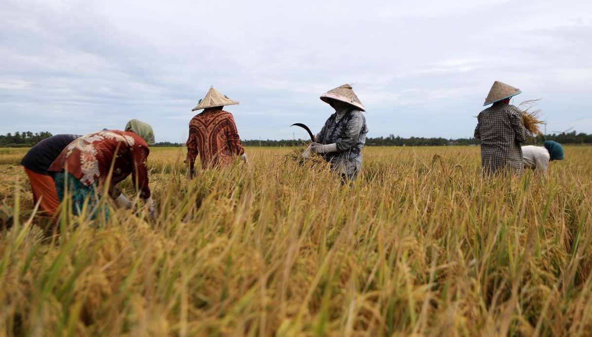 Riso, Coldiretti e Filiera Italia si oppongono al riconoscimento del Basmati IGP Pakistano