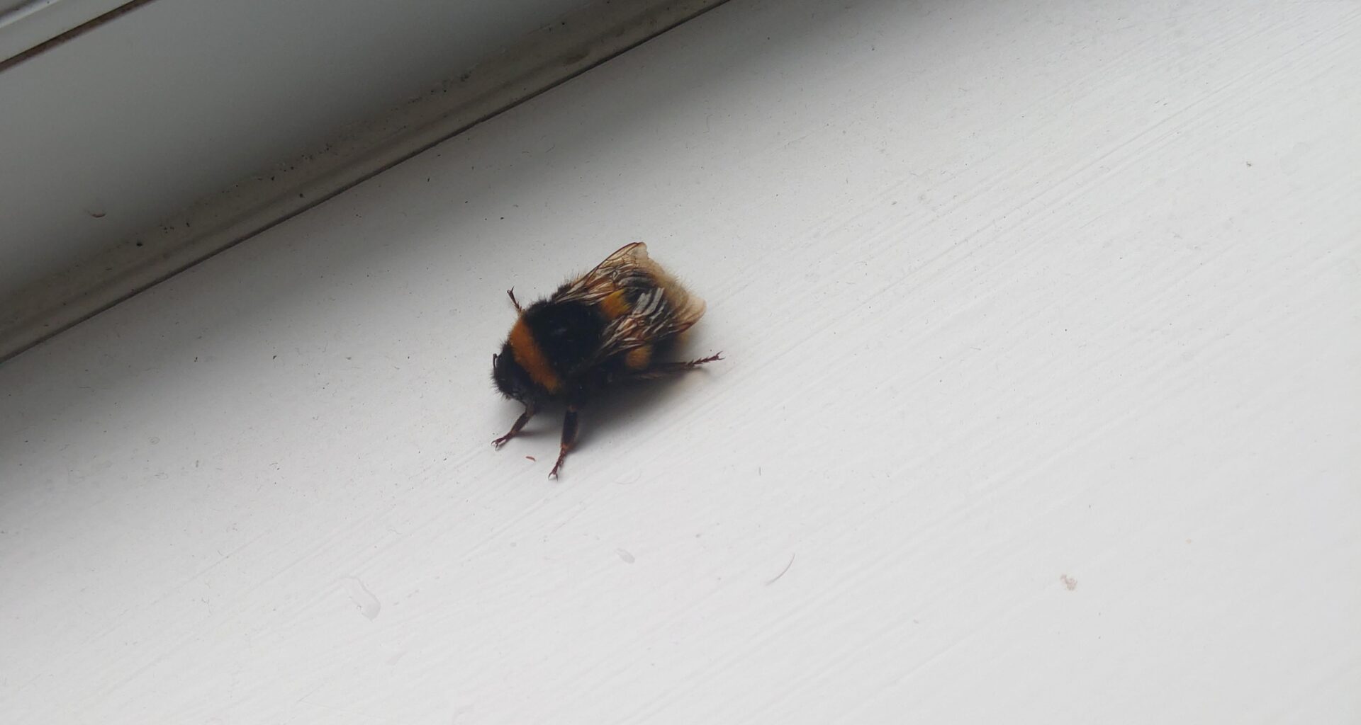 I never thought I'd feel sad for an insect until I saw this little furry guy fly headlong into my window pane; it was sat there for a good five minutes nursing its head.